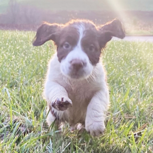 English Springer Spaniel Puppy Mani