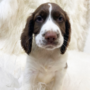 English Springer Spaniel Puppy Mani