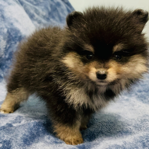 Pomeranian Puppy Poppy