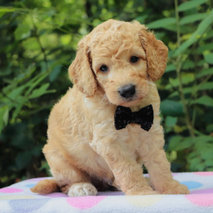 Goldendoodle Puppy Cody