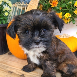 Shorkie Puppy Tiffany