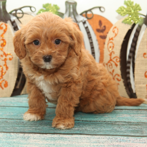 Cavapoo Puppy Prince
