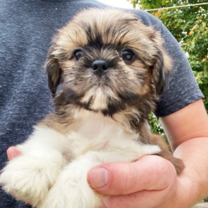 Shih Tzu Puppy Benny