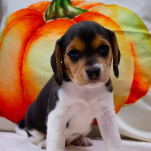 Beagle Puppy Carly