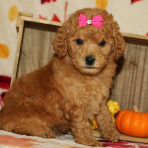 Poodle Puppy Becky Luv