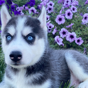 Siberian Husky Puppy Ray