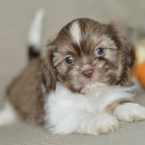 Shih Tzu Puppy Rylee