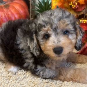 Aussiedoodle Puppy Nellie