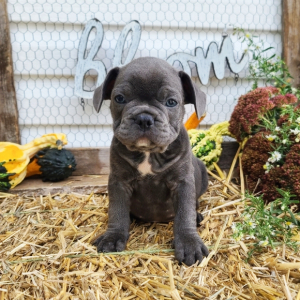 French Bulldog Puppy Diamond