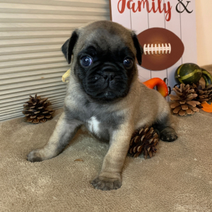 Pug Puppy Joshua