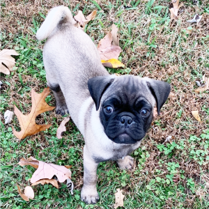 Pug Puppy Joshua