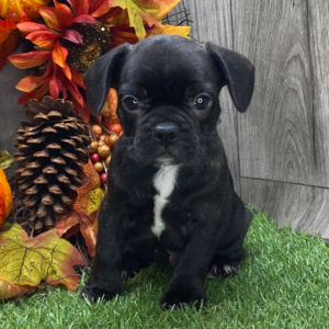 French Bulldog Puppy Banks