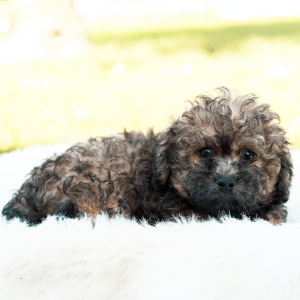 Peekapoo Puppy Leo