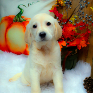 Labrador Retriever Puppy Brooklyn