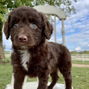 Aussiedoodle Puppy Mariah