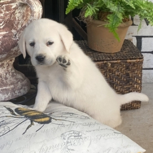 Labrador Retriever Puppy Maximillian Max