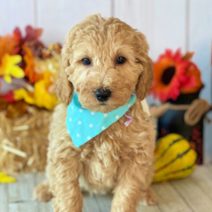 Goldendoodle Puppy Ava Adella
