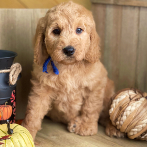Goldendoodle Puppy Cooper John