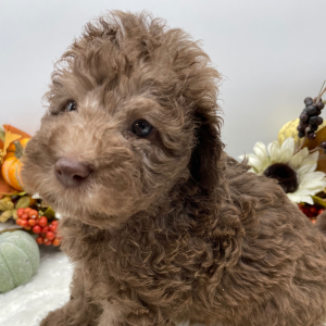 Goldendoodle Puppy Auggie