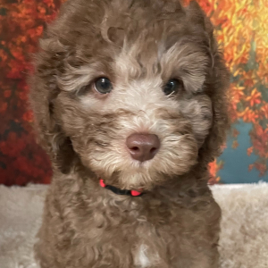 Goldendoodle Puppy Auggie
