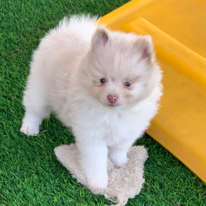 Pomeranian Puppy Jay Z
