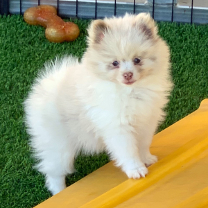 Pomeranian Puppy Jay Z
