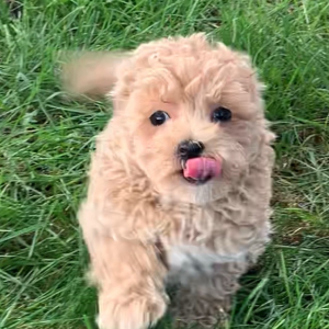 Maltipoo Puppy Trevor