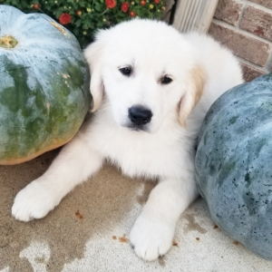 Golden Retriever Puppy Kate