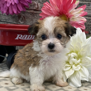 Havanese Puppy Vivienn