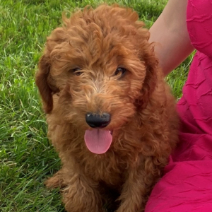 Cavapoo Puppy Dan