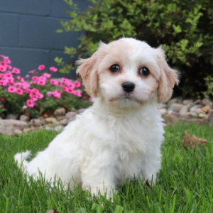Cavachon Puppy Emily