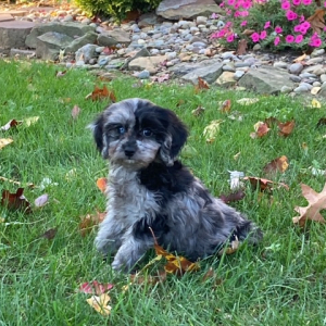 Cavapoo Puppy Anita