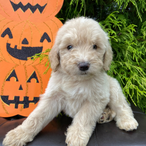 Labradoodle Puppy Ty