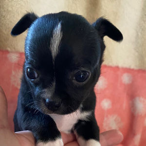 Chihuahua Puppy Coconut