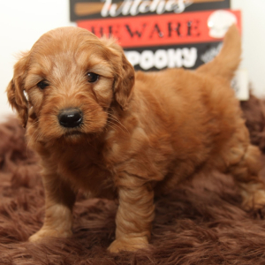 Goldendoodle Puppy Phineas