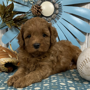 Cavapoo Puppy Charlie