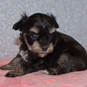 Miniature Schnauzer Puppy Lacie