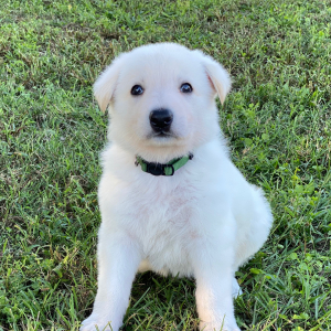 German Shepherd Dog Puppy Arctic