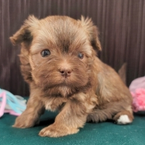 Havanese Puppy Michelle