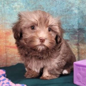 Havanese Puppy Michelle