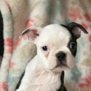 Boston Terrier Puppy Oreo
