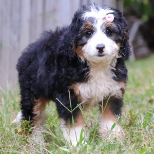 Bernedoodle Puppy Brielle