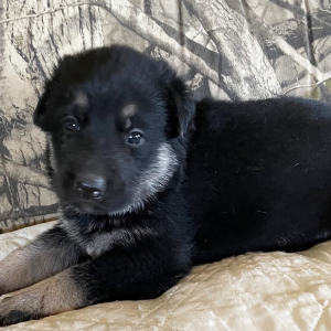 German Shepherd Dog Puppy Lacey