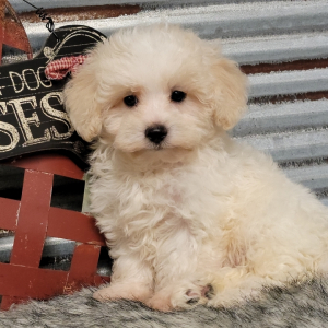 Maltipoo Puppy Henry