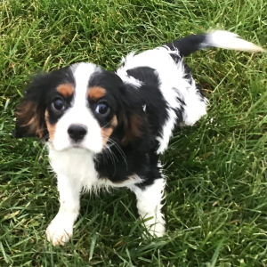 Cavalier King Charles Spaniel Puppy Larry