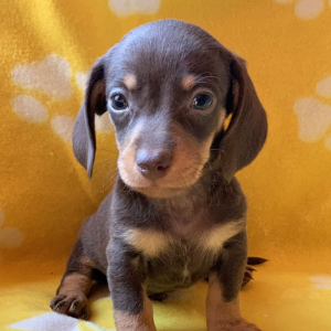 Dachshund Puppy Milky Way