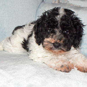 Miniature Schnauzer Puppy Murphy