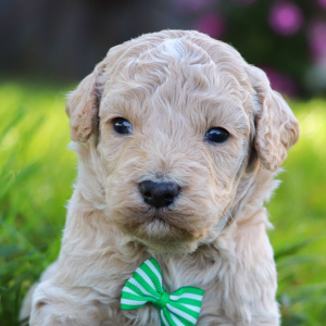 Bichonpoo Puppy Gavin