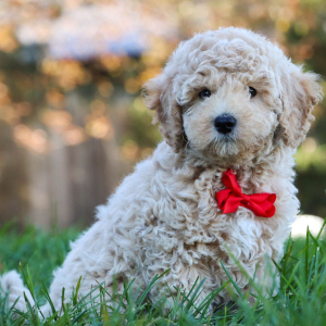 Bichonpoo Puppy Gavin