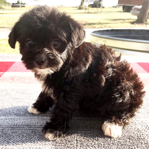 Yorkiepoo Puppy Charlie